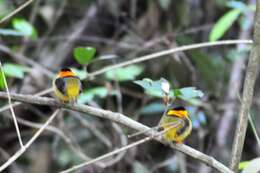 Image of Orange-collared Manakin