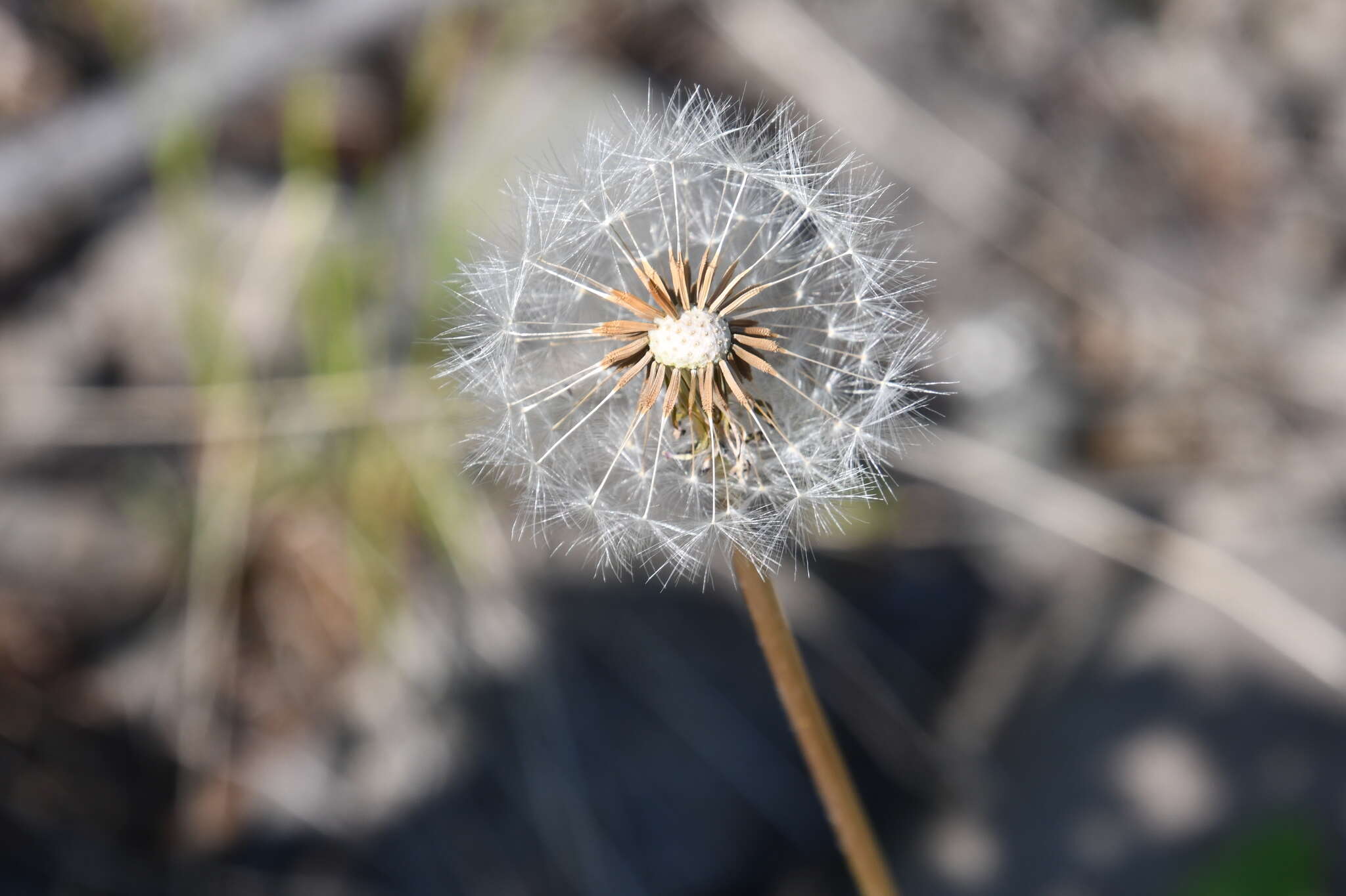 Image of Taraxacum acricorne Dahlst.