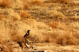 Image of Mountain Wheatear