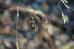 Imagem de Girardinia diversifolia subsp. suborbiculata (C. J. Chen) C. J. Chen & Friis