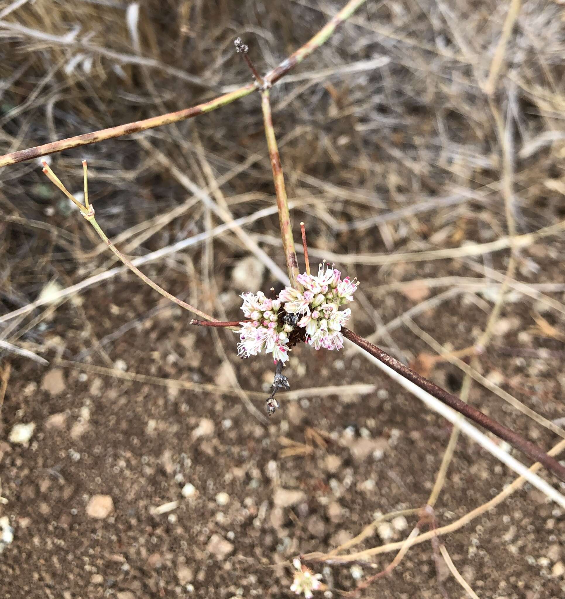 Image of naked buckwheat