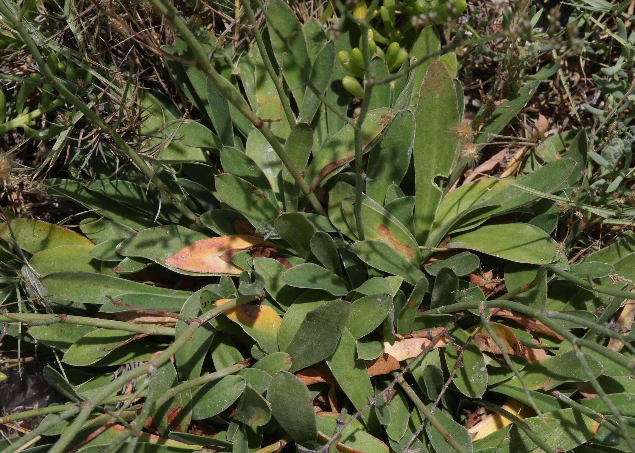 Image of Algerian sea lavender