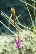 Plancia ëd Dodecatheon jeffreyanum subsp. jeffreyanum