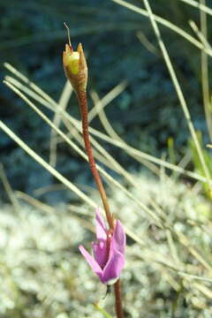 Image of Dodecatheon jeffreyanum K. Koch