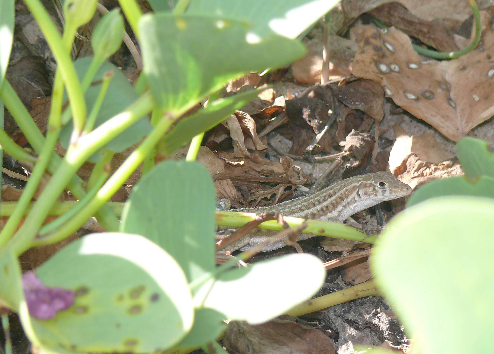 Image of Cat Fringe-fingered Lizard