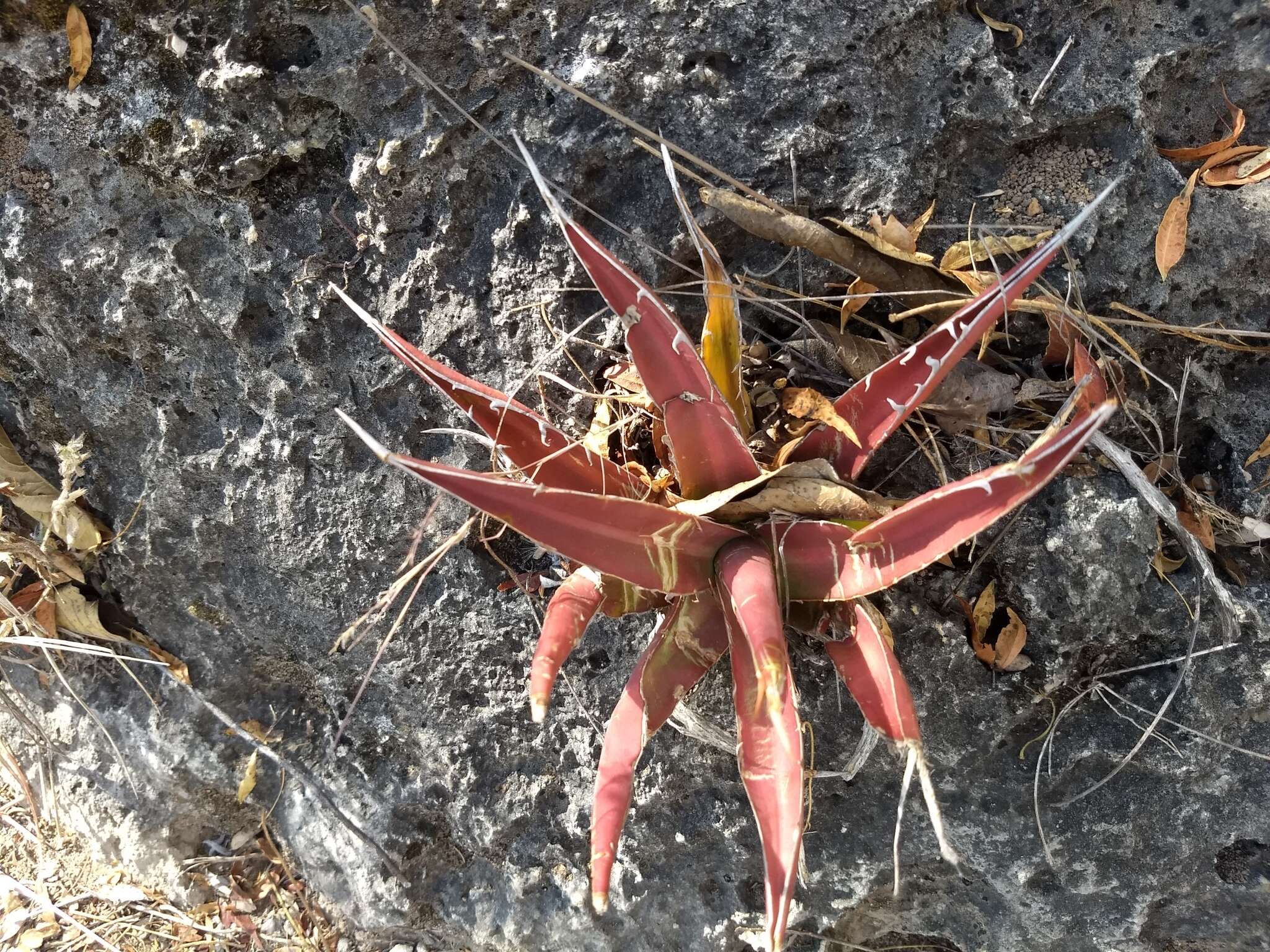 Image of Agave ghiesbreghtii Verschaff.