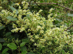 Image of Muehlenbeckia australis (Forst. fil.) Meisn.