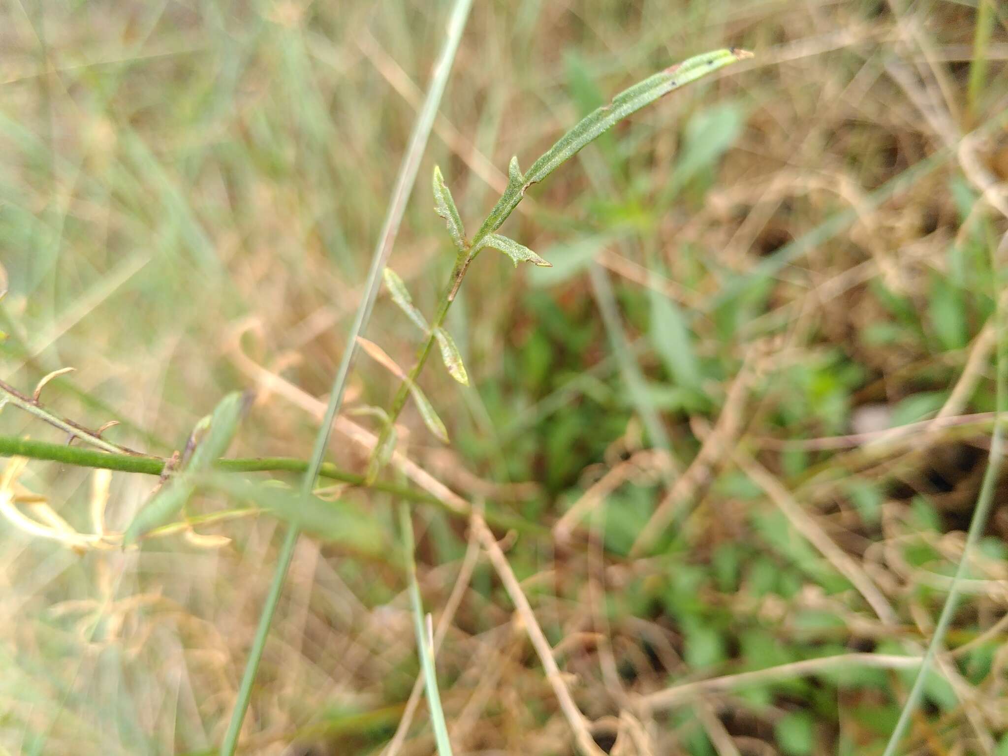 Image of Cephalaria leucantha (L.) Schrad.