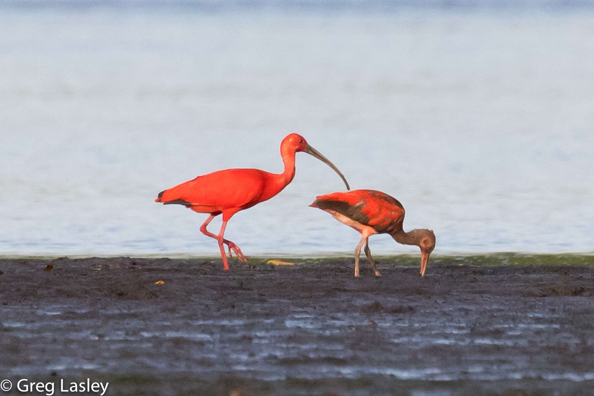 Image of Scarlet Ibis