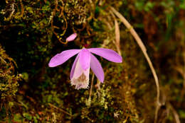 Pleione formosana Hayata resmi