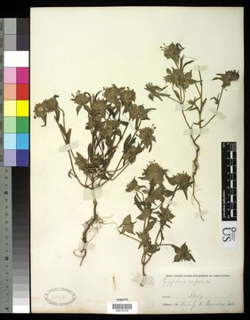 Image of <i>Ziziphora capitata</i> L.