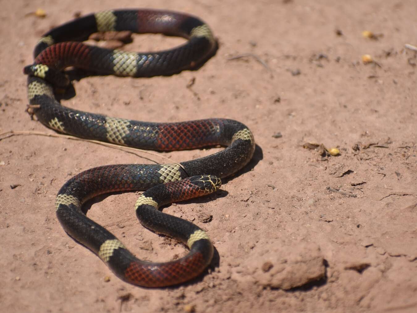 Image of Argentinian Coral Snake