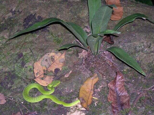 Image of Pope's pit viper