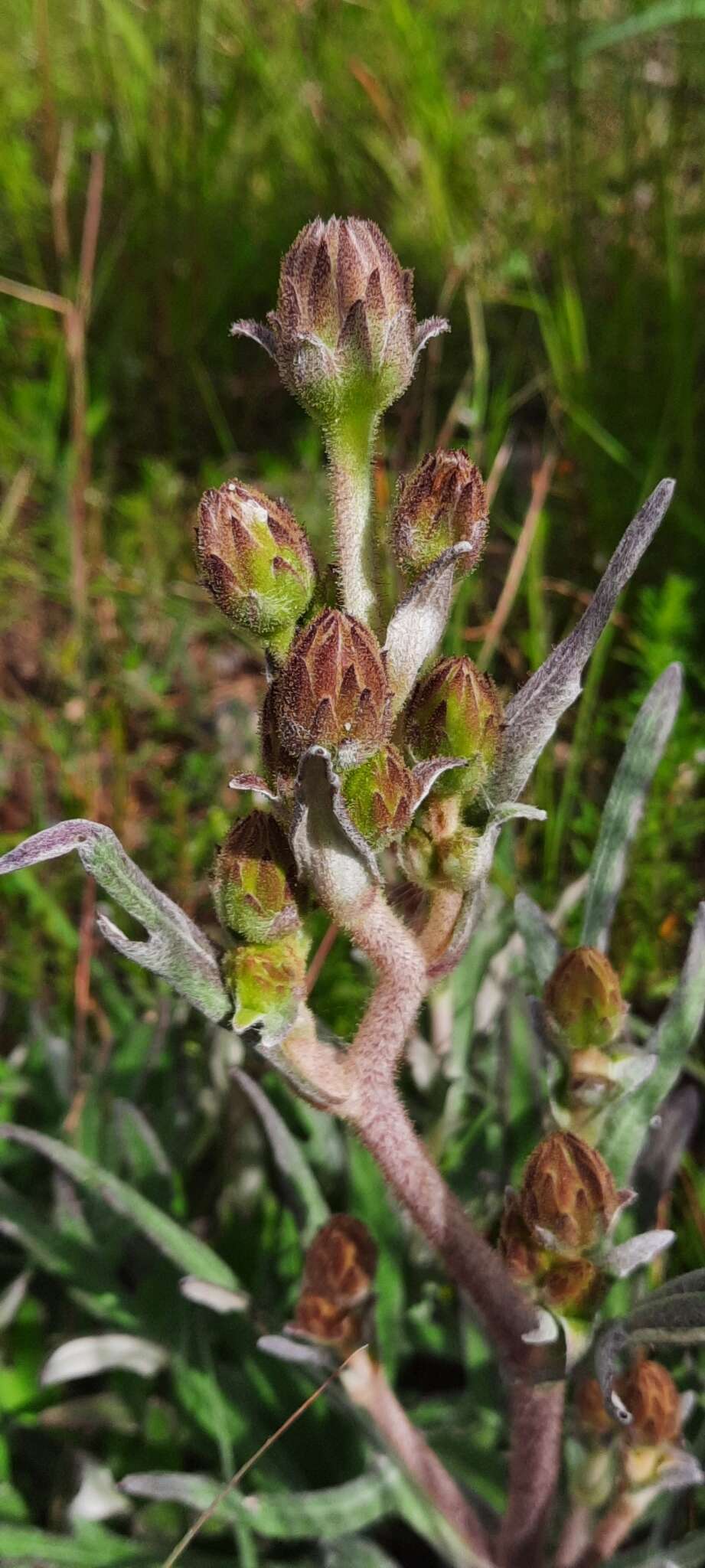 Sinclairia palmeri (A. Gray) B. L. Turner的圖片