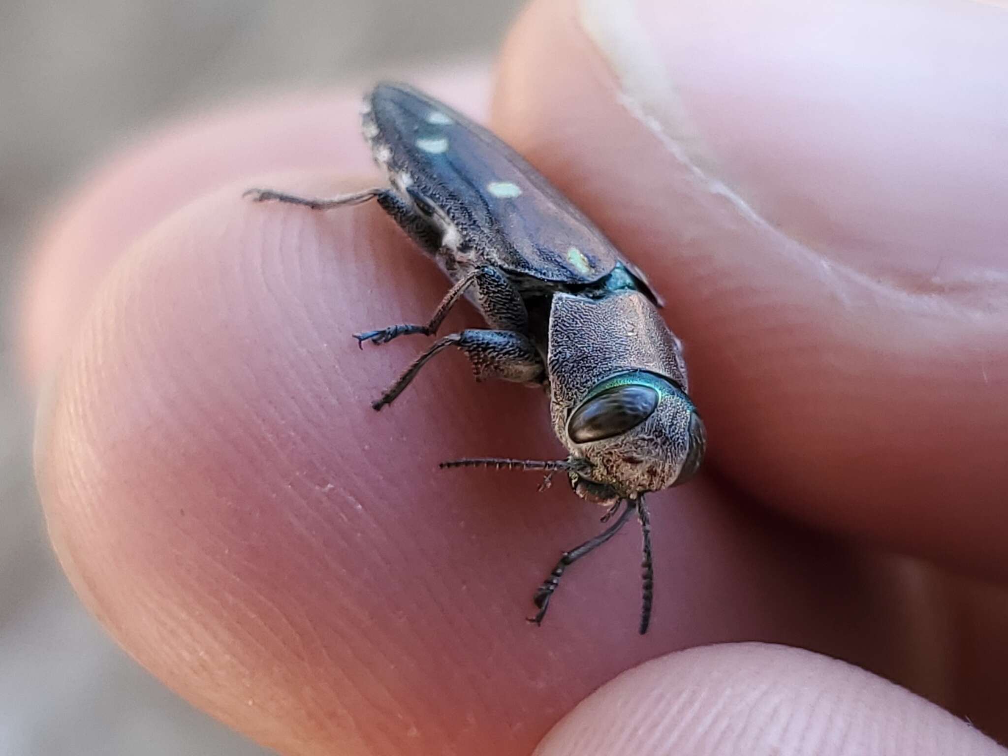 Image of Jewel beetle