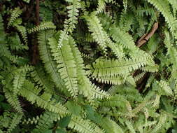 Adiantum ciliatum Bl.的圖片