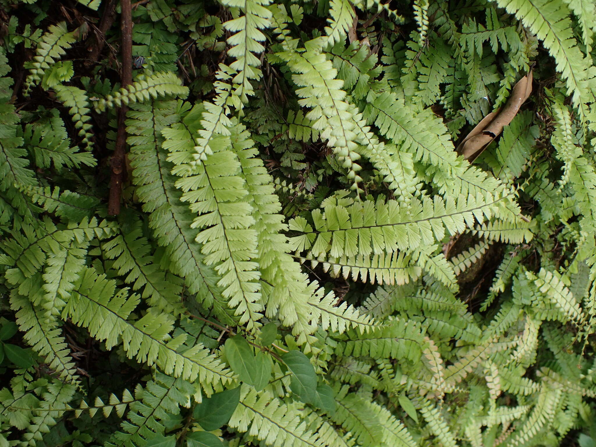 Adiantum ciliatum Bl.的圖片