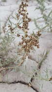 Image of sickle saltbush