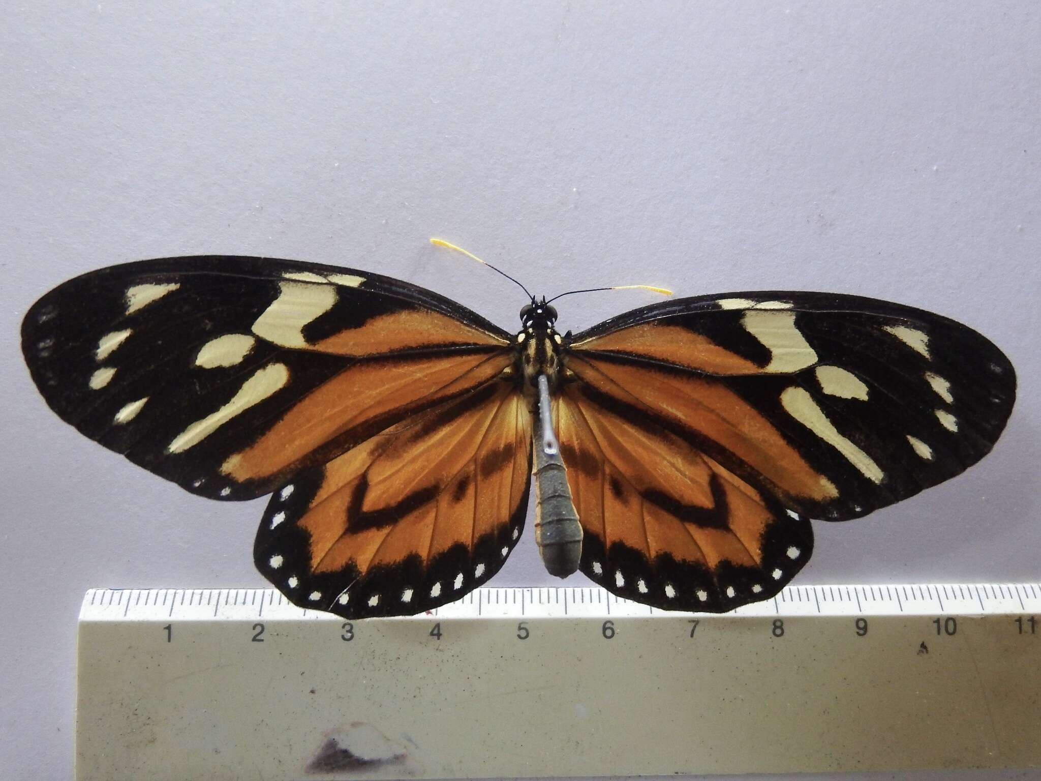 Image of Tiger Mimic-Queen