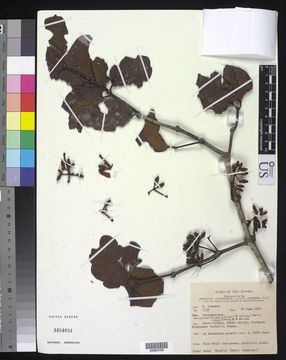 Image of <i>Amyema friesiana</i> (Schumann) Danser