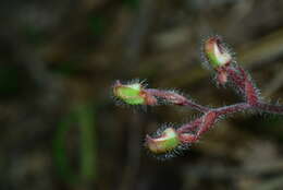 Image of Odontochilus elwesii C. B. Clarke ex Hook. fil.