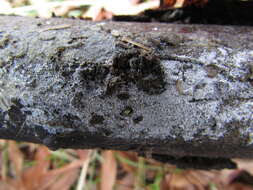 Image of Bulbillomyces