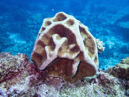 Image of Pavona coral