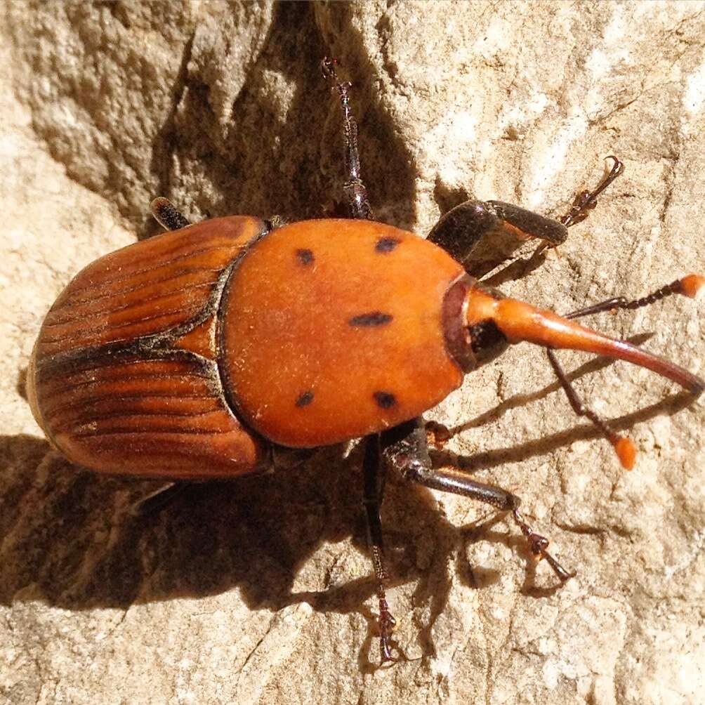 Image of Red palm weevil