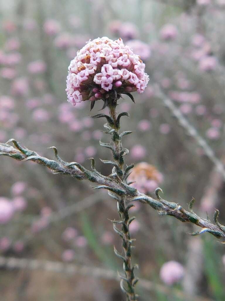 Image of Stoebe capitata Berg.