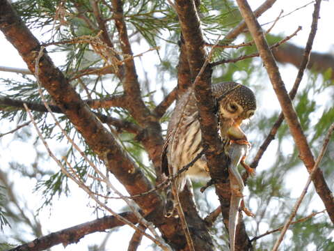 Image of Mountain Pygmy Owl