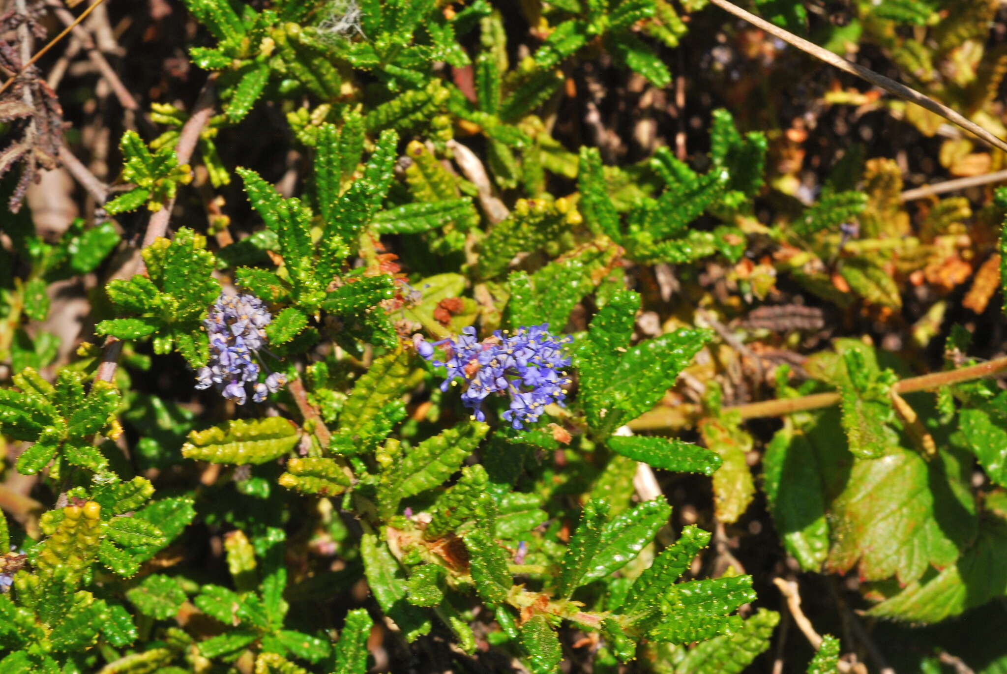 Image of Hearst Ranch buckbrush