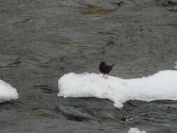 Image of Brown Dipper