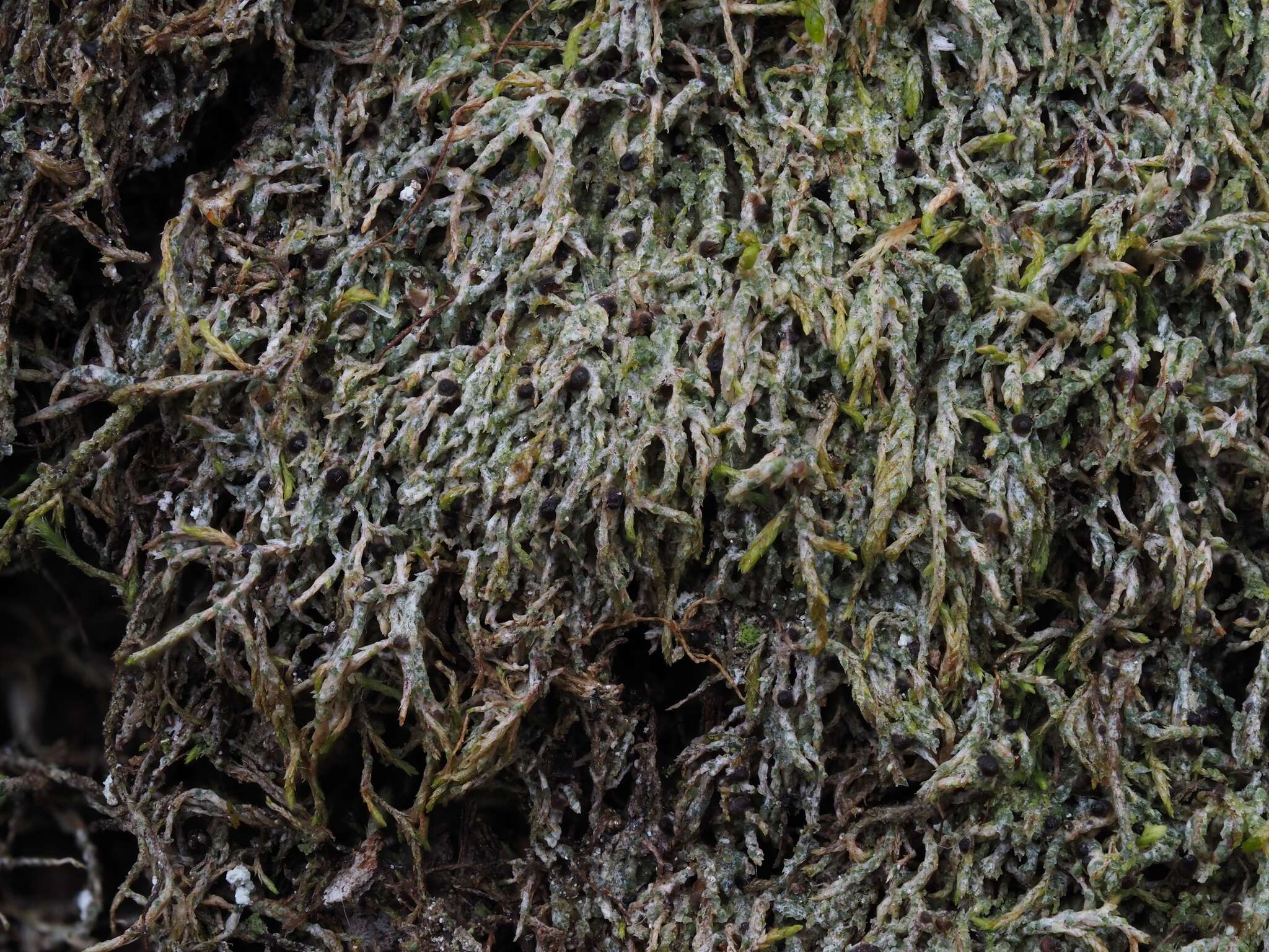 Image of thelenella lichen