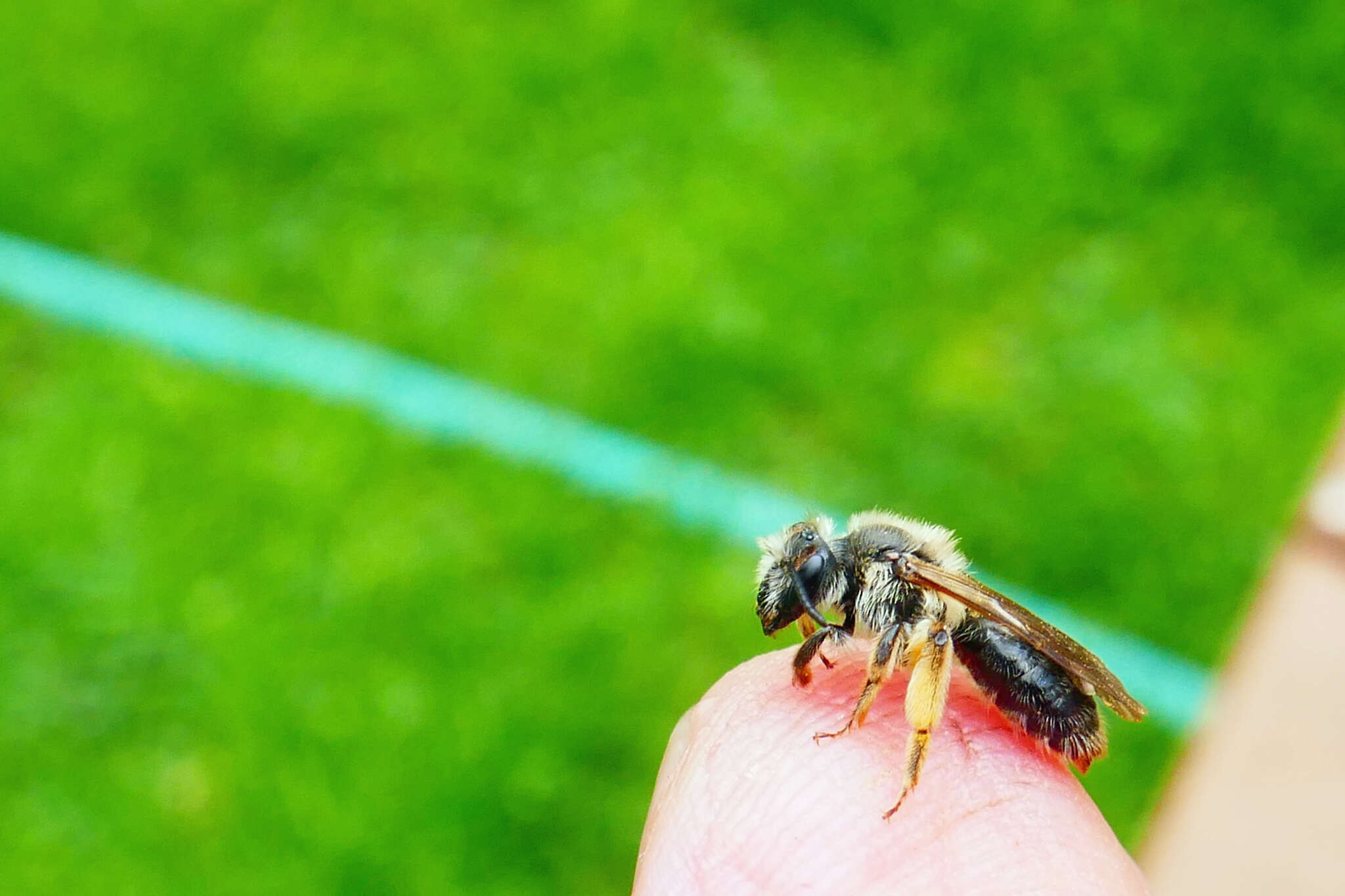 Image of Andrena rufosignata Cockerell 1902