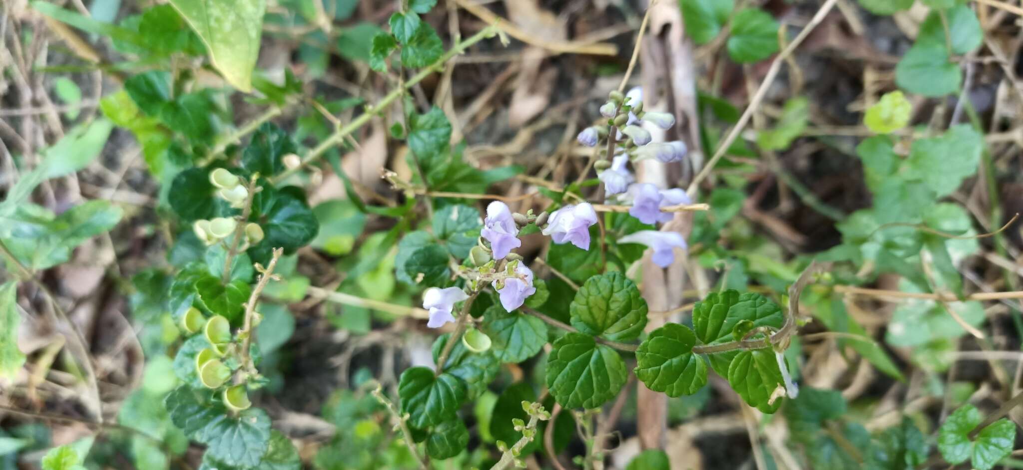 Image of <i>Scutellaria austrotaiwanensis</i>