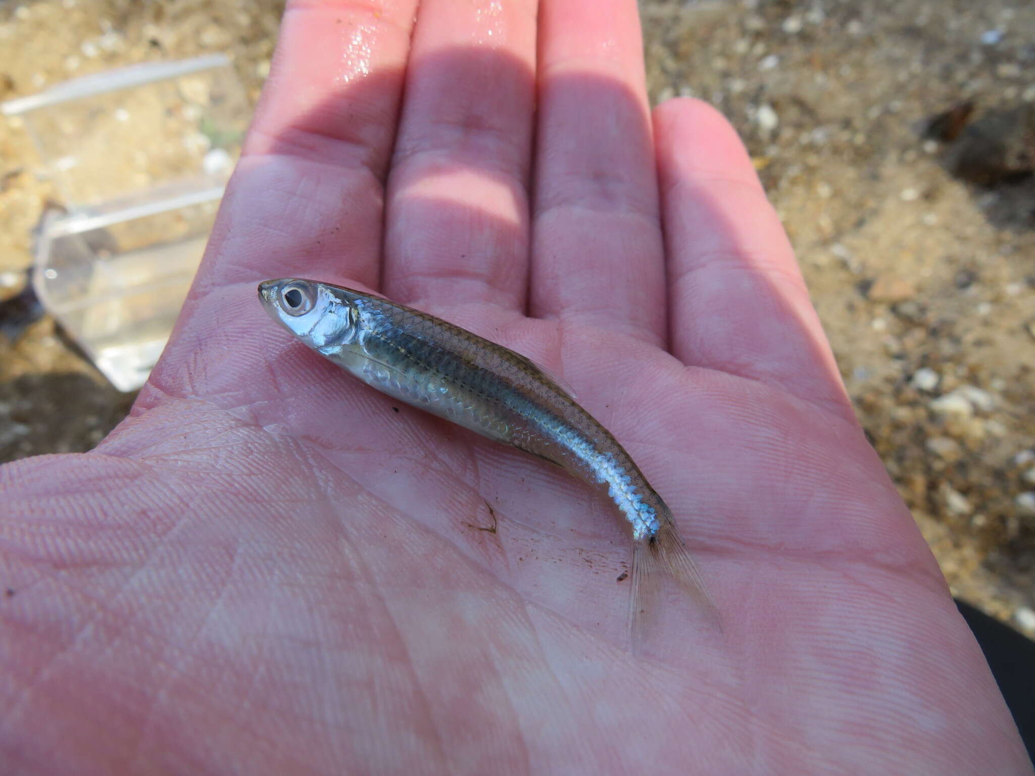 Imagem de Notropis greenei Hubbs & Ortenburger 1929