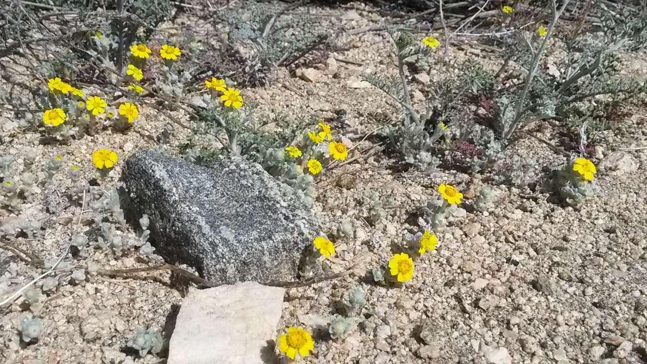 Image of woolly easterbonnets