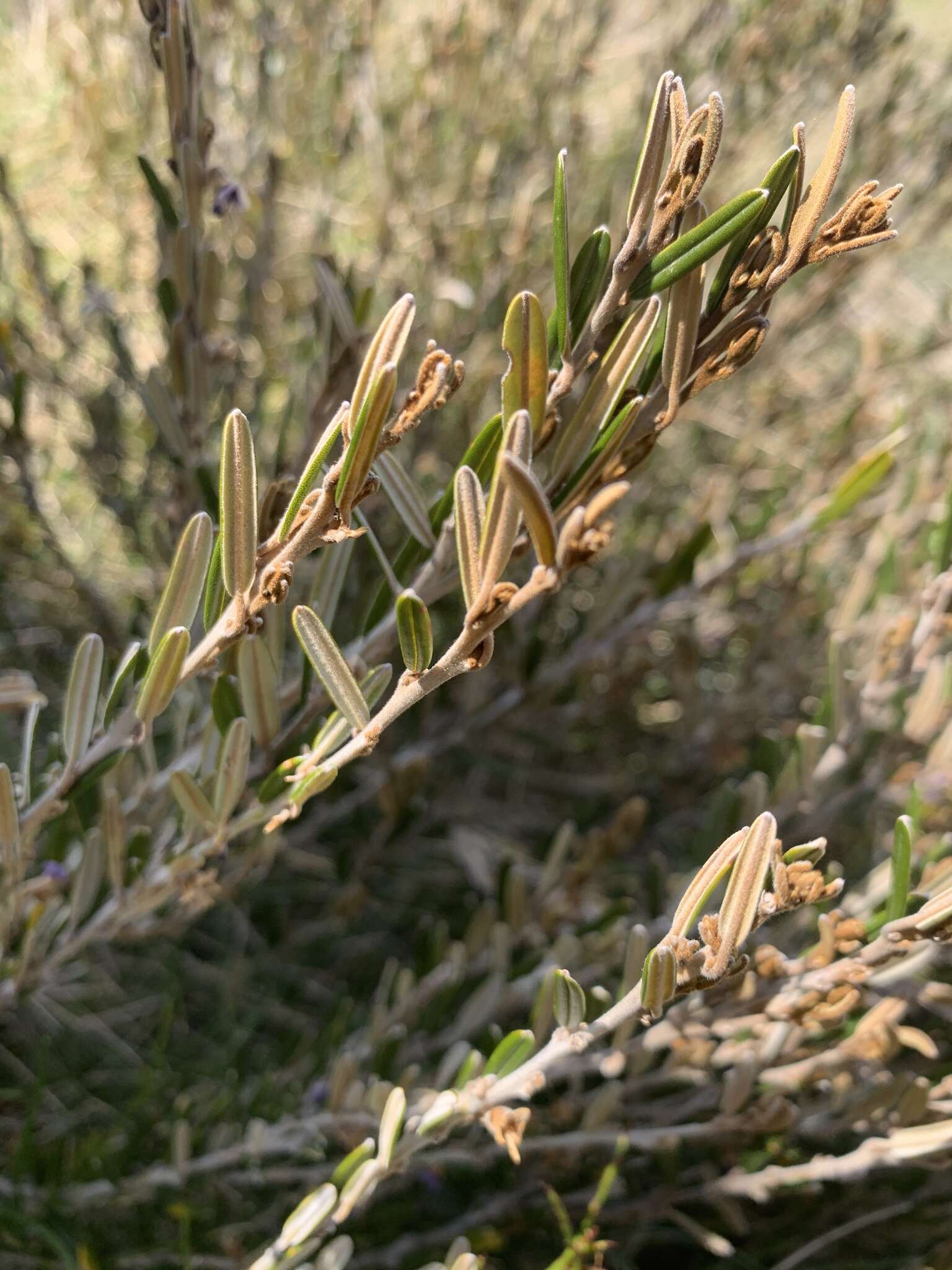 Image of Alpine Hovea