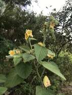 Image of country mallow