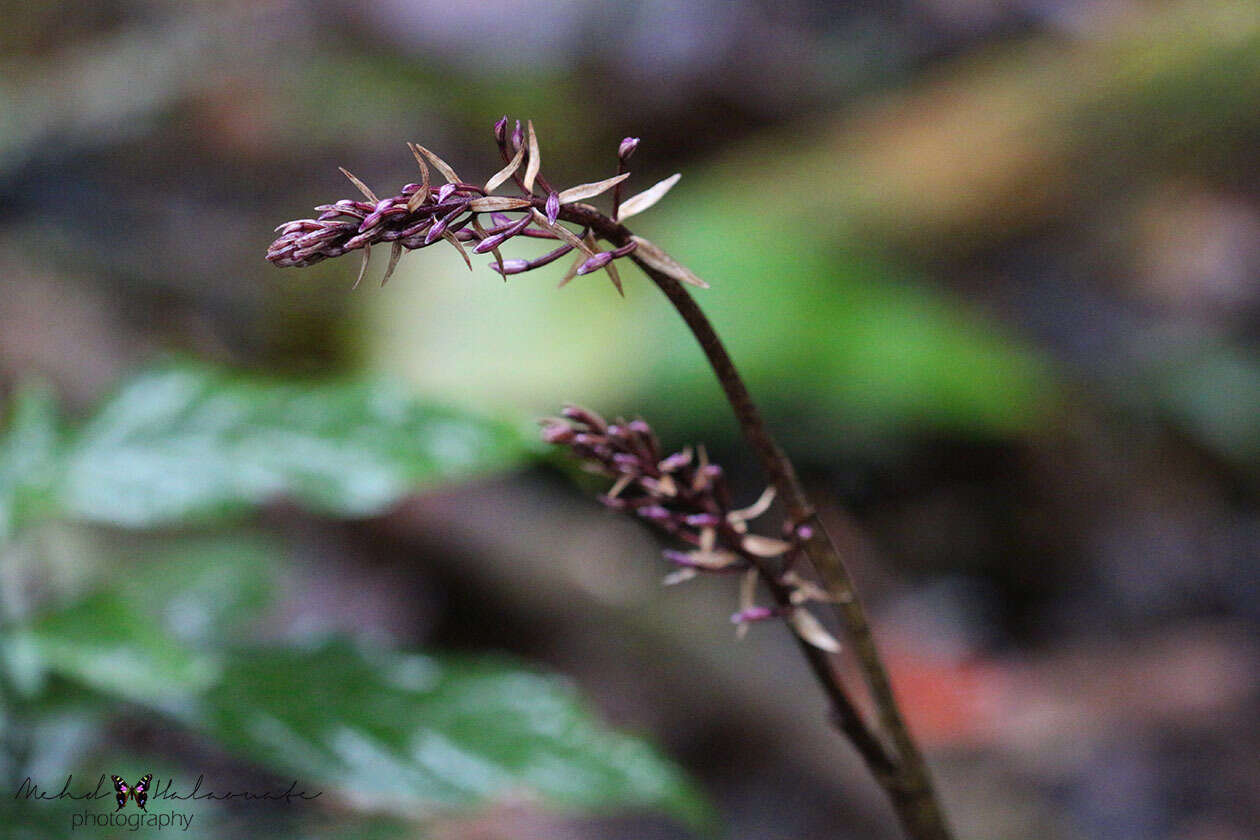 Image of Aphyllorchis montana var. montana