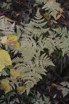 Image of Asian oakfern