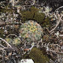 Image of Gymnocalycium volskyi