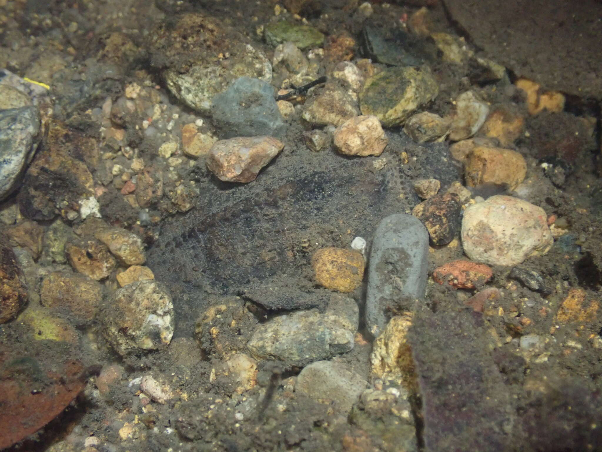 Image of Wattle-necked Softshell Turtle