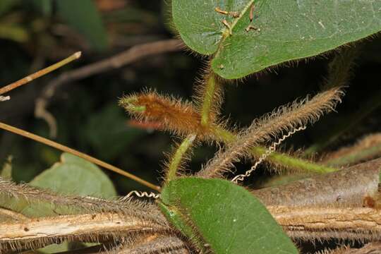 Macroscepis hirsuta (Vahl) Schltr.的圖片