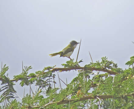 Image of Yellow-breasted Apalis