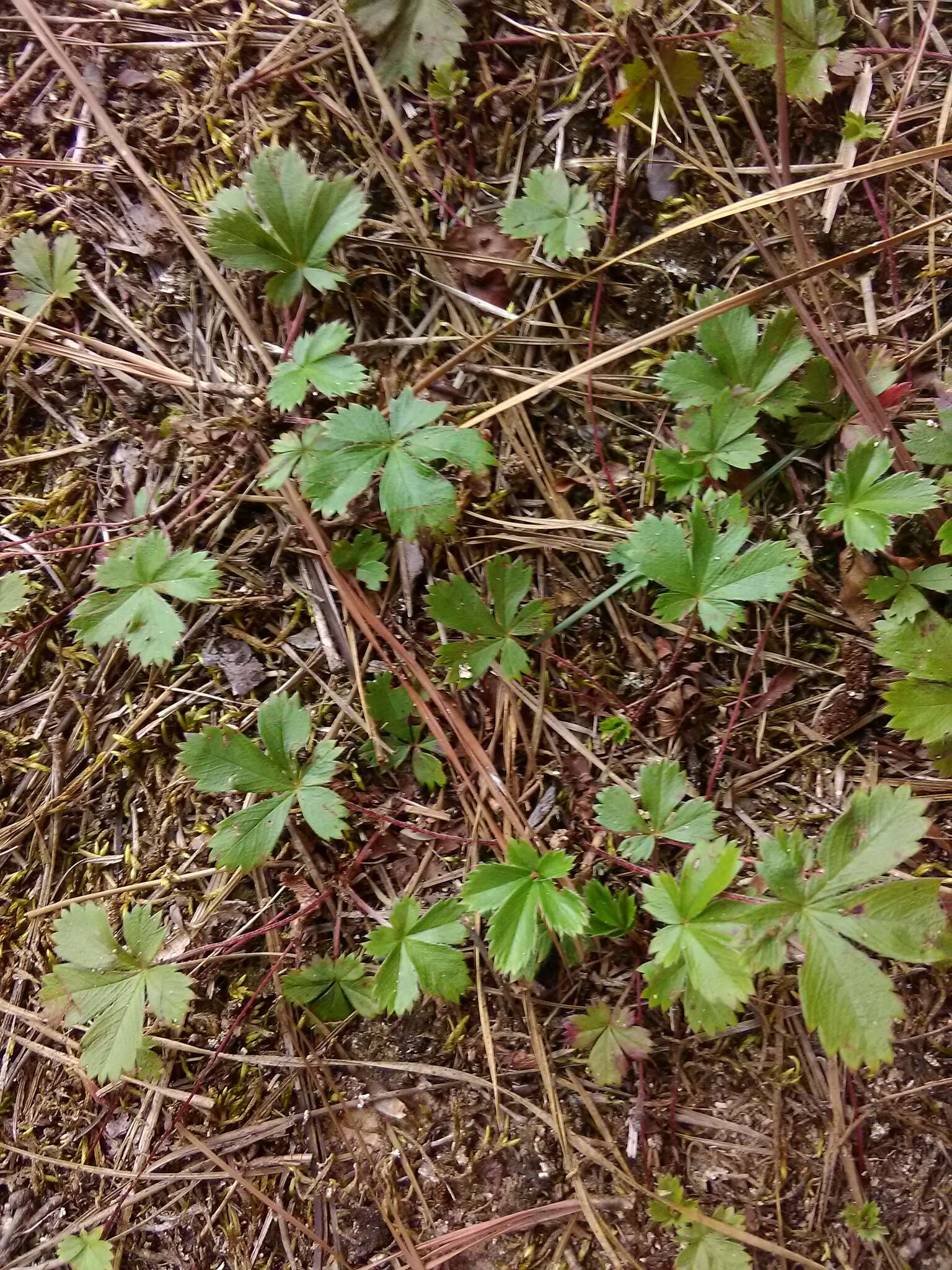 Image of dwarf cinquefoil