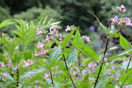 Imagem de Impatiens sulcata Wall.