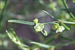 Image of Muehlenbeckia diclina (F. Müll.) F. Mueller.