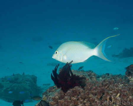 Image of Barred-face spine-cheek