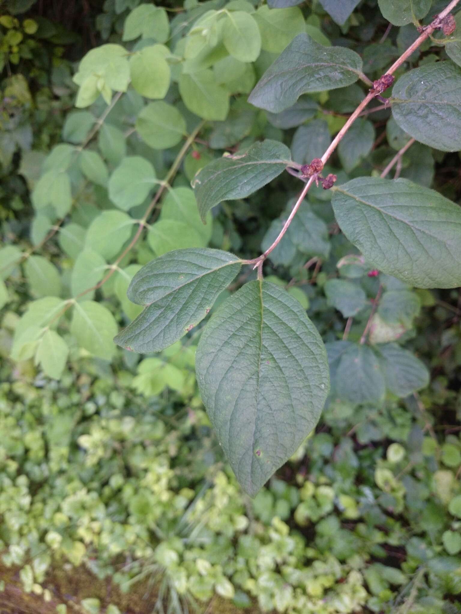 Image of dwarf honeysuckle